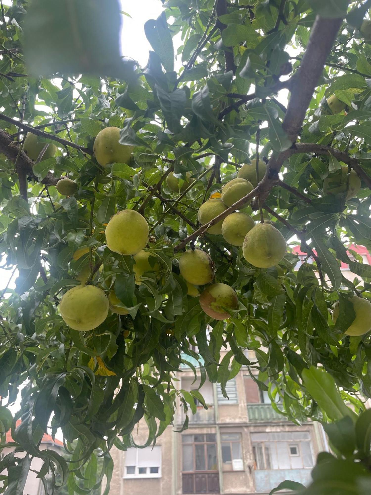 Sunshine Hostel 免费洗衣机 高速上网 Βελιγράδι Εξωτερικό φωτογραφία